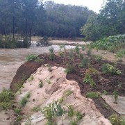 first major flood after planting