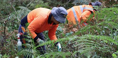 Bush maintenance