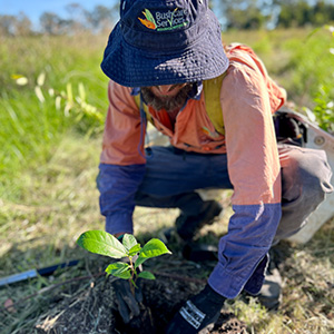 Revegetation