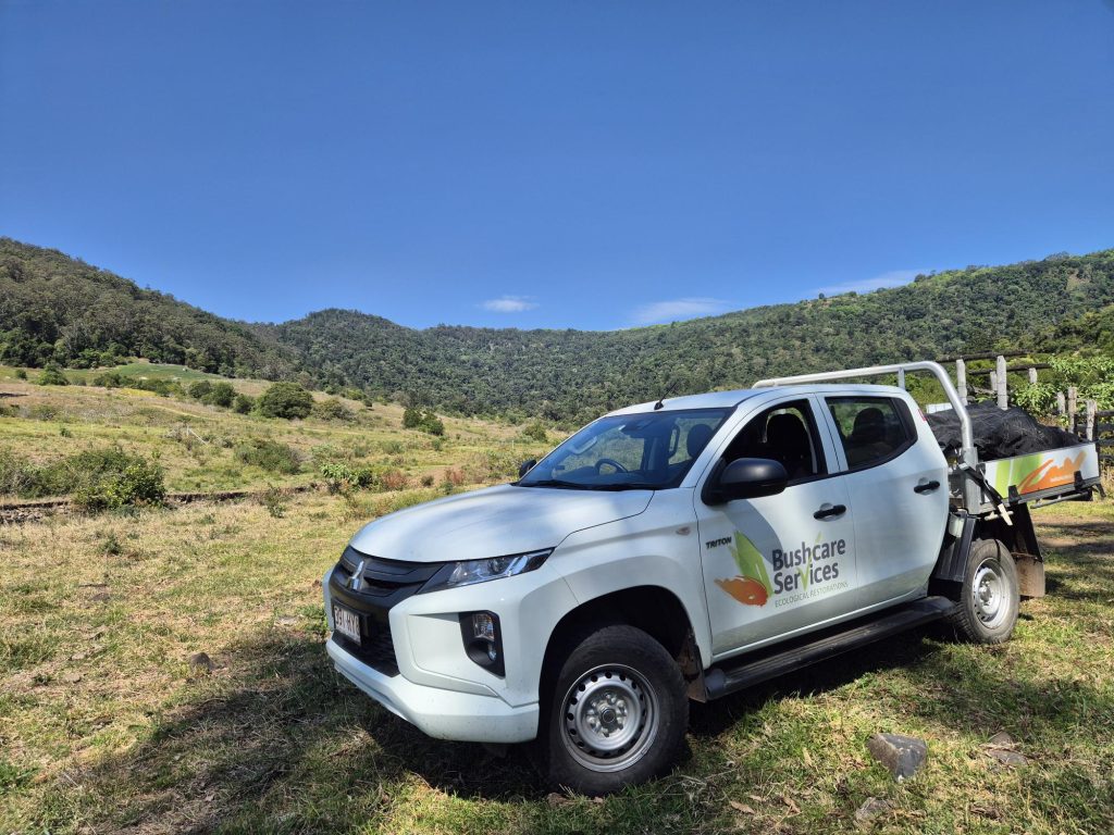 Revegetation offset project landscape adjoining Lamington National Park
